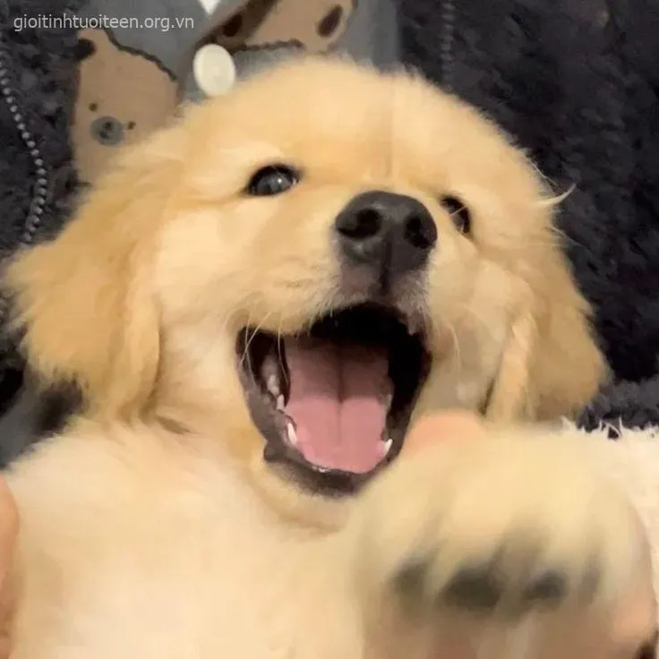 Hình vui chó con ôm gấu bông to hơn người siêu cưng