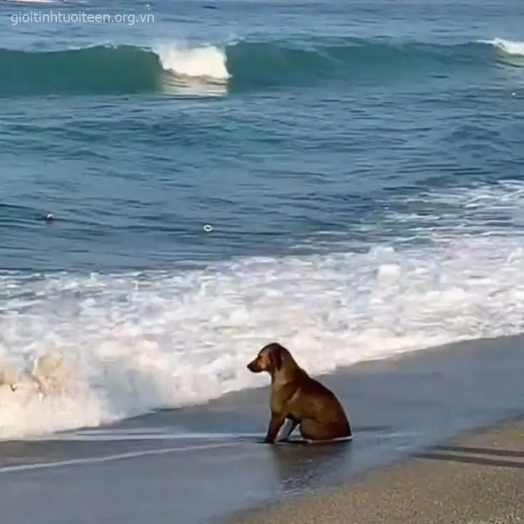 Meme hài chó con đang học bò mà té nhìn tội quá trời