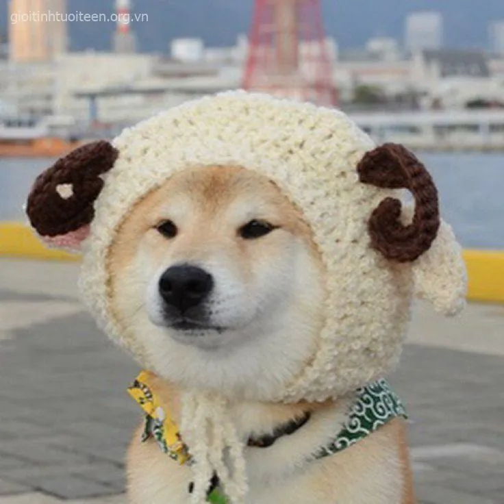 Meme hài chó con tắm bọt trắng phau nhìn như cục bông