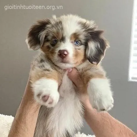 Hình chế boss nhỏ chui trong giày nhìn như plush toy