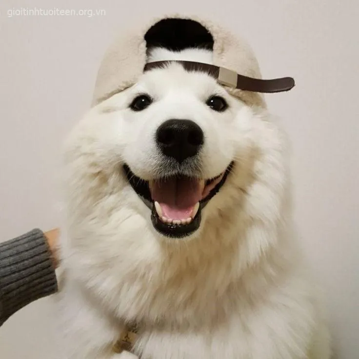 Ảnh vui chó nhỏ thè lưỡi nhìn như cười trộm cực ngộ nghĩnh