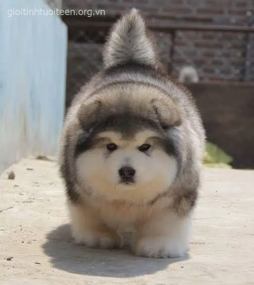 Meme troll chó con đeo kính tròn nhìn y chang học sinh ngoan