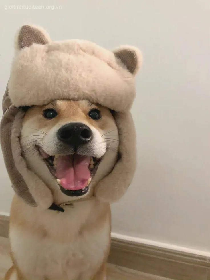 Meme hài chó con gác đầu lên tay nhìn y như đang mơ