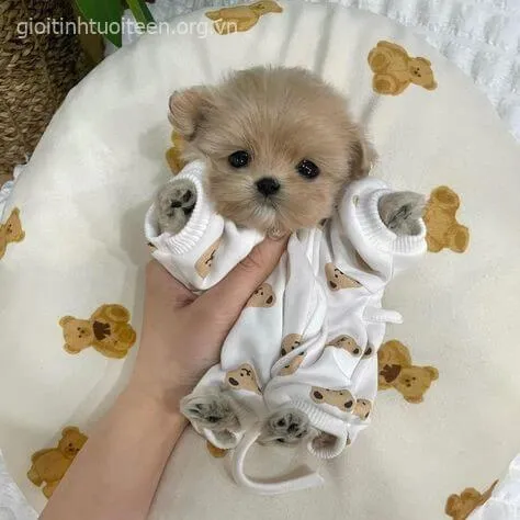 Meme vui chó con gặm dép của chủ nhìn tội mà buồn cười