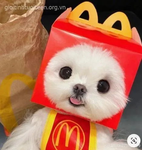 Meme chế boss con nhìn chủ kiểu “cho ăn chưa đó?”