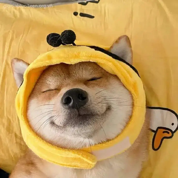 Meme chó con Samoyed mộng mơ nhìn trời xa xăm.