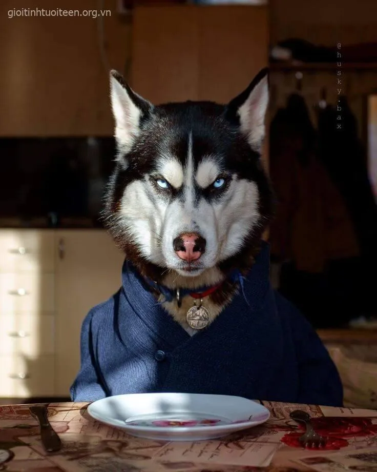 Hình chó con Husky lanh lợi làm trò cực hài.