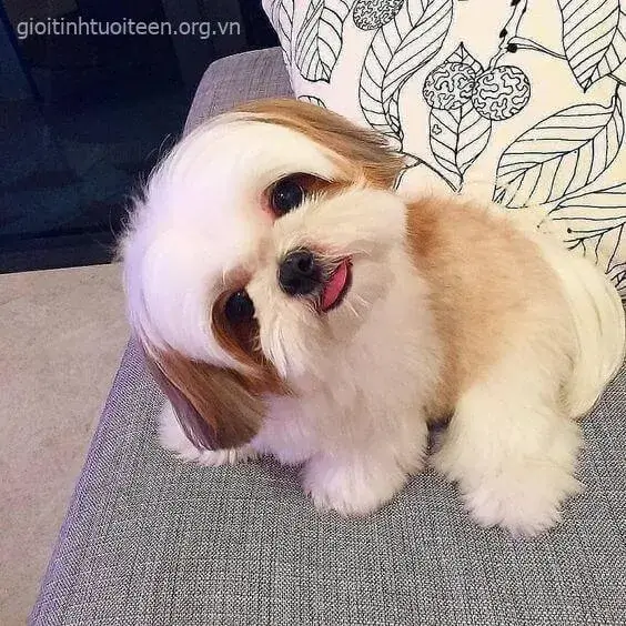 Meme chó con vui nhộn khiến ai cũng bật cười.