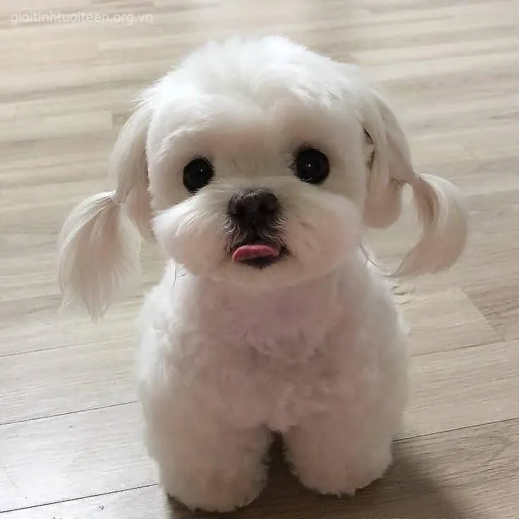 Ảnh troll chó con cười toe nhưng mắt vẫn đơ dễ thương cực