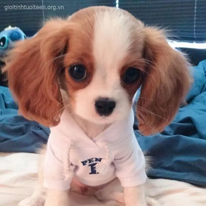 Hình chó con Pug ngộ nghĩnh với gương mặt nhăn.