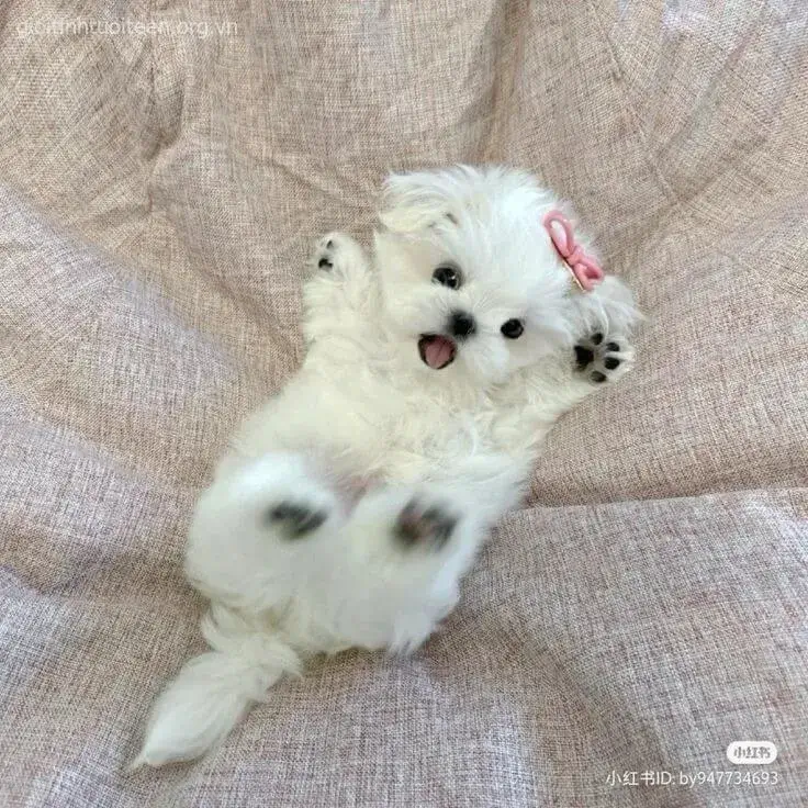 Hình meme chó con dễ thương khiến tim tan chảy ngay lập tức.