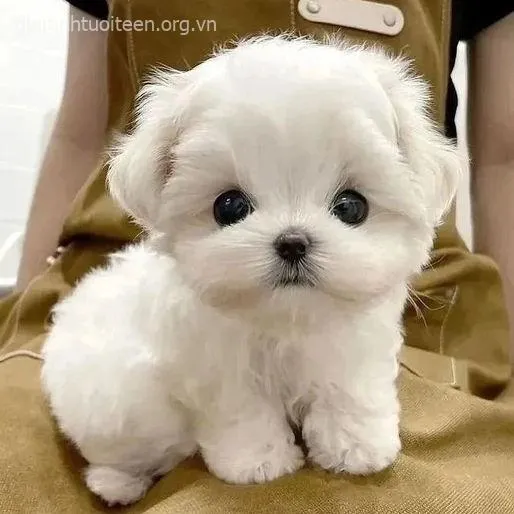 Ảnh troll chó nhỏ biểu cảm hỏi chấm khiến dân mạng cười bò