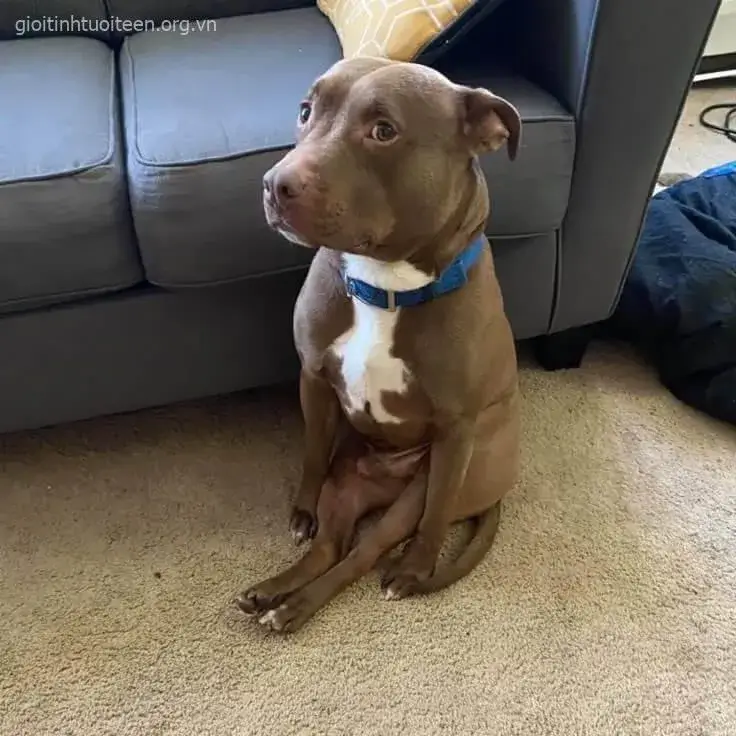 Ảnh chó con Shiba nhỏ nhắn ôm gối đáng cưng.