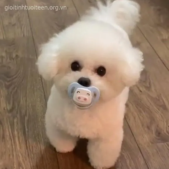 Hình chế chó nhỏ đội nơ đỏ cute khó cưỡng
