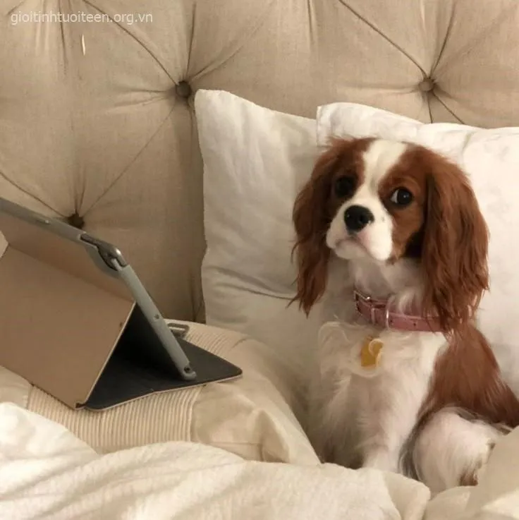 Meme troll chó con bị gắn filter mèo nhìn ngộ nghĩnh cực