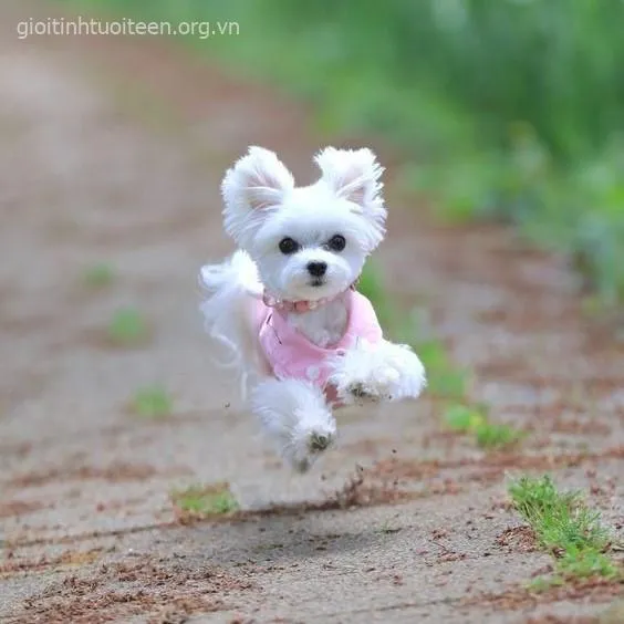 Ảnh troll chó nhỏ nằm ngửa bụng cười sảng cực kỳ đáng yêu