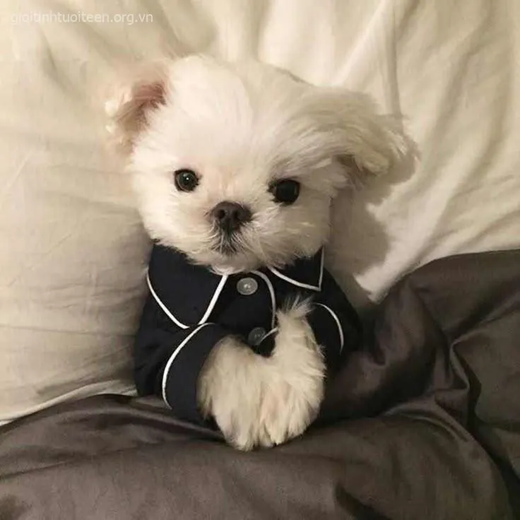 Meme vui boss con nhìn gương tự troll chính mình cười xỉu