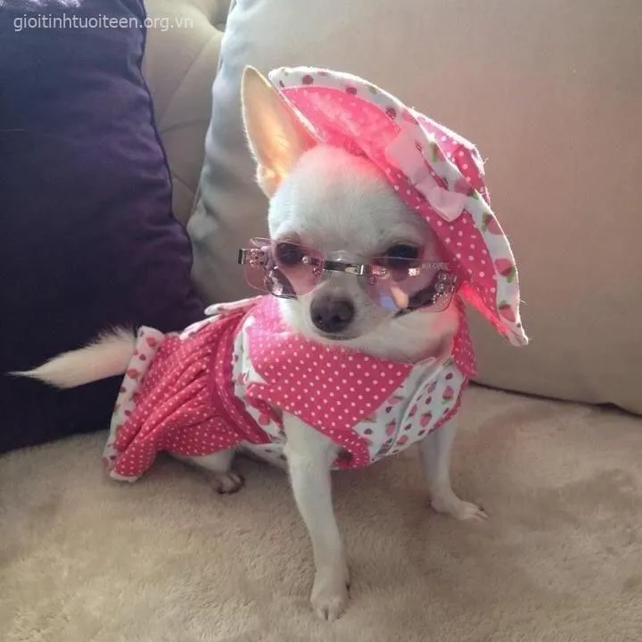 Ảnh chó con Shiba ngoan hiền nằm gọn trong lòng.