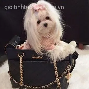 Hình chế chó nhỏ nằm cuộn tròn trong chăn siêu dễ thương