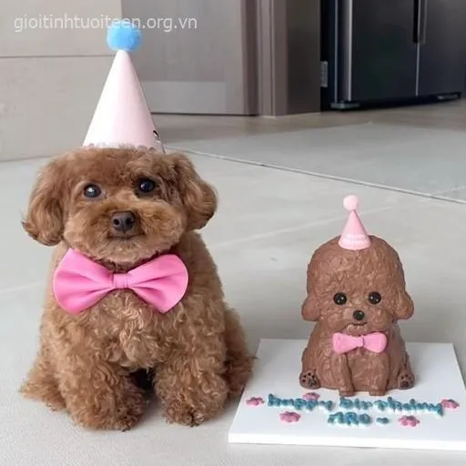 Meme chế chó con nhìn camera với đôi mắt long lanh