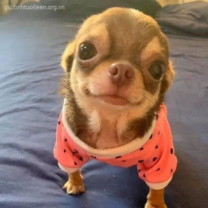 Hình chó con Pug đáng cưng ôm gấu bông ngủ.