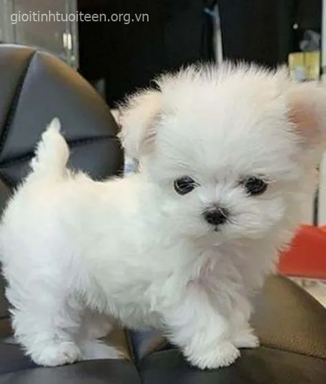 Ảnh troll chó con mũi hồng nhỏ xíu trông đáng yêu ghê