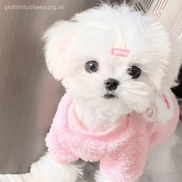 Ảnh troll chó bé mặc áo hoodie nhỏ cực kỳ dễ cưng