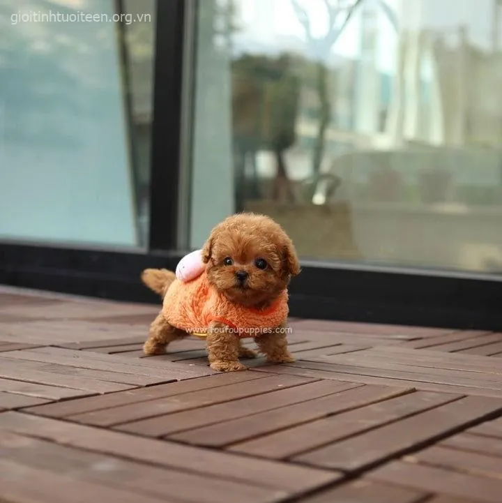 Hình chế boss nhỏ nấp sau sofa trông vừa ngại vừa cute