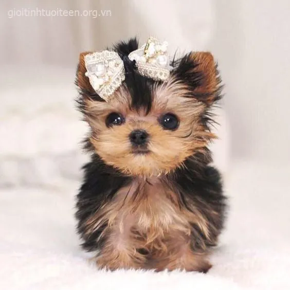 Ảnh vui boss nhỏ nhoẻn cười khiến ai cũng muốn ôm