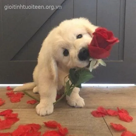 Ảnh troll chó bé mồm há hốc như phát hiện bí mật