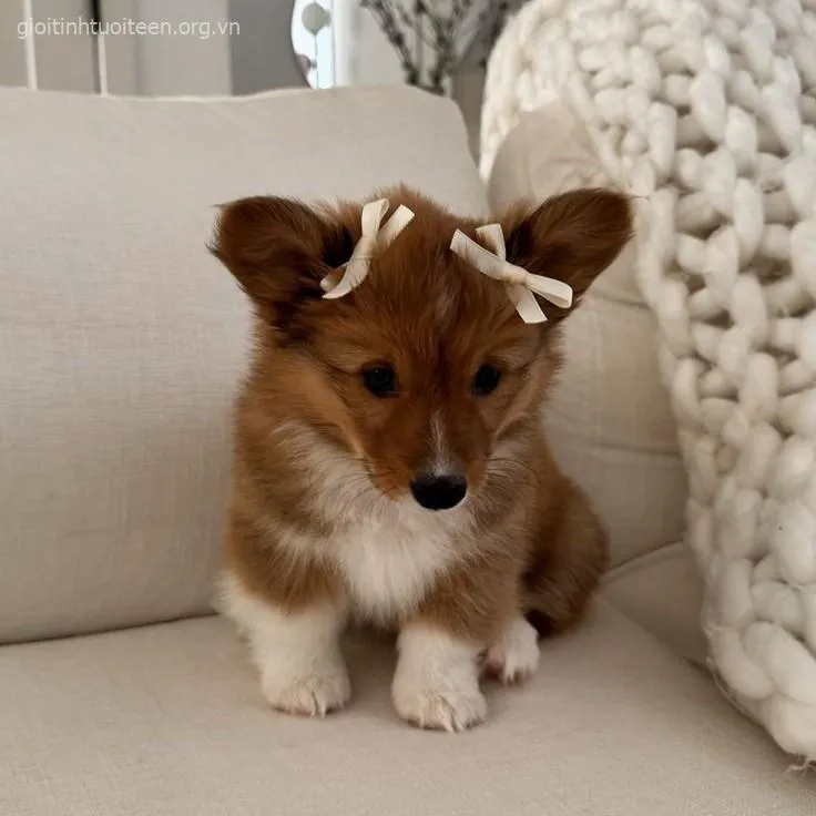 Ảnh vui boss nhỏ ngủ co tròn trong giỏ cực ấm áp