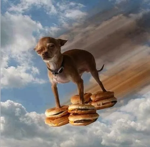 Ảnh hài chó cosplay hóa siêu nhân bá đạo mạng