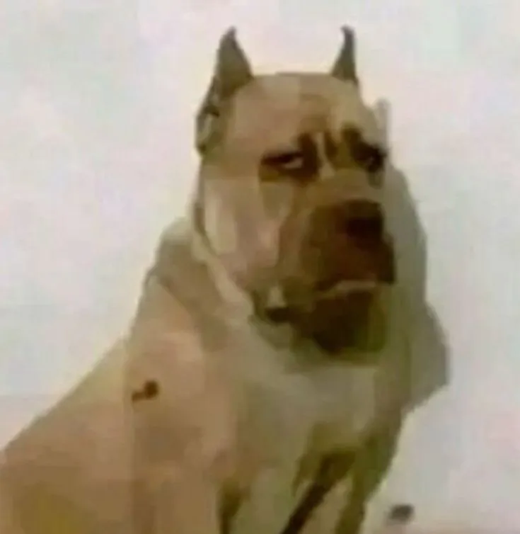 Hình chế chó lầy tạo trend TikTok lan truyền khắp mạng