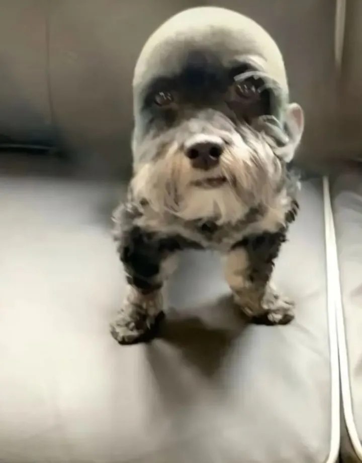 Ảnh troll chó biểu cảm cực đại nhìn là muốn lưu liền