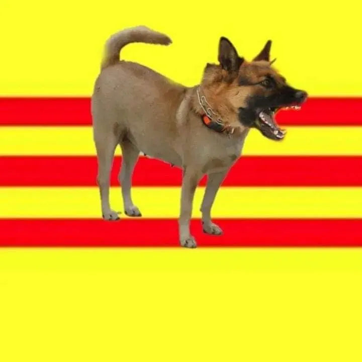 Meme hài boss Samoyed cười tít mắt nhìn đời hờ hững