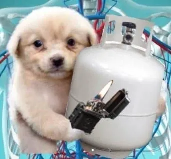 Ảnh vui chó troll cực mạnh với ánh nhìn vô tri bá đạo