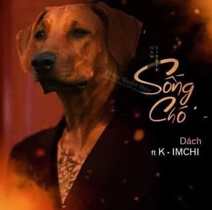 Meme chó vui nhộn, khuôn mặt nhây cực lầy.