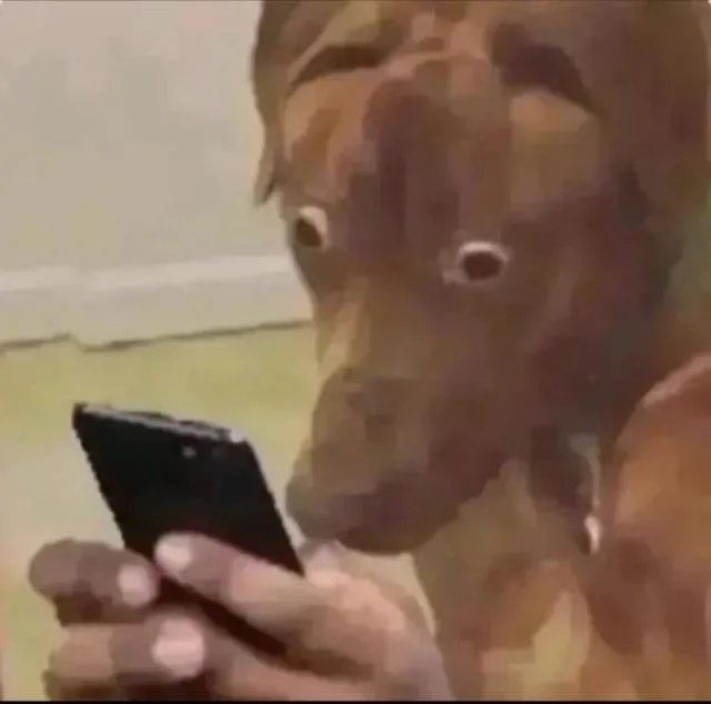 Chùm ảnh meme chó ngộ nghĩnh khiến ai nhìn cũng tan chảy