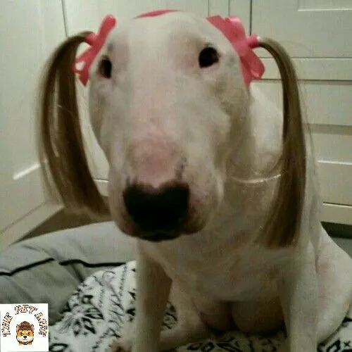 Chó bựa nhây troll, gương mặt hài bá đạo.