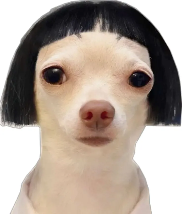 Meme chó bựa lầy, nụ cười hài hước bá đạo.