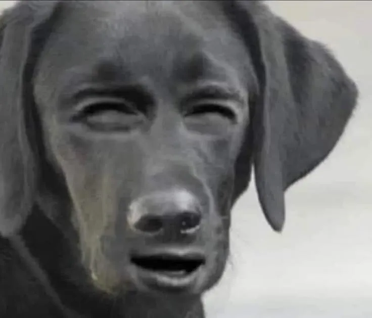 Ảnh hài chó cười méo mỏ làm ai xem cũng phì cười