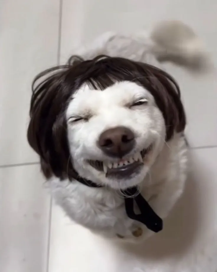 Ảnh vui chó Pug mồm há hốc như vừa phát hiện drama