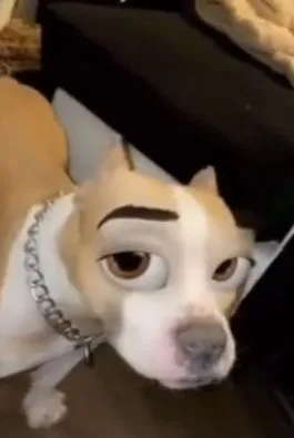 Mặt lạnh như tiền: bộ ảnh chó lườm liếc khiến dân mạng mê tít