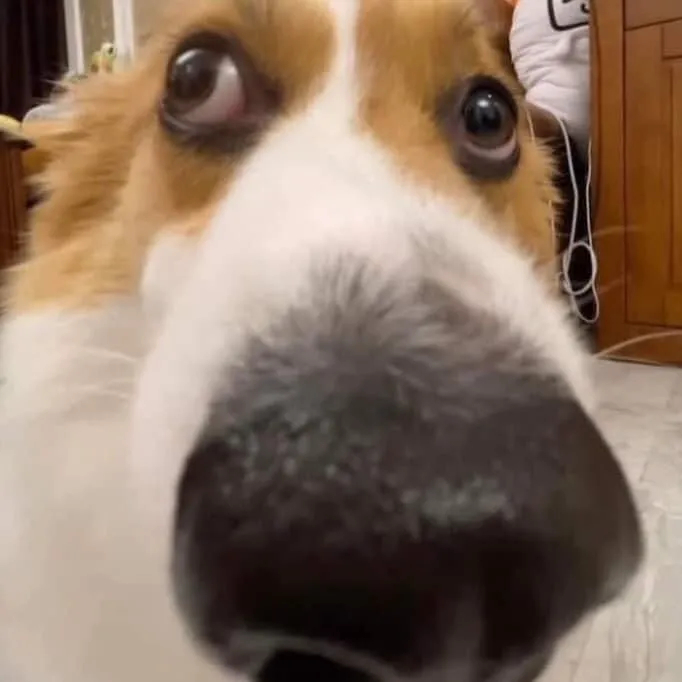 Ảnh hài chó Corgi lườm ngang ánh mắt sắc