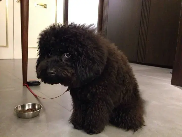 Meme chế chó liếc nhẹ mà chạm tim người xem