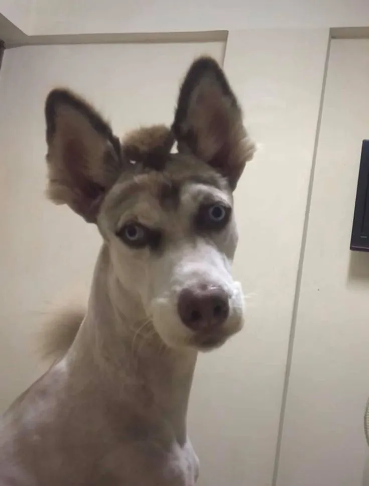 Ảnh chế chó lạnh lùng nửa cười nửa khinh