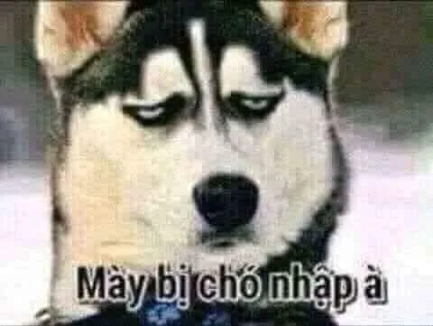 Hình troll chó Shiba liếc mắt mặn mà đáng yêu