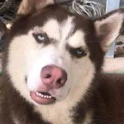 Ảnh vui chó nhìn ngang biểu cảm “khó ở” đỉnh