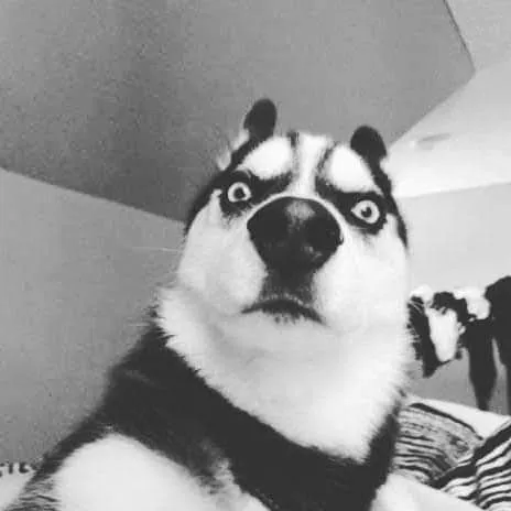 Meme chó lườm xéo cực gắt làm dân mạng xỉu