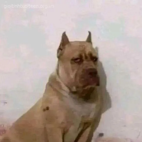 Shiba và ánh mắt khinh khỉnh, meme lan khắp TikTok Việt